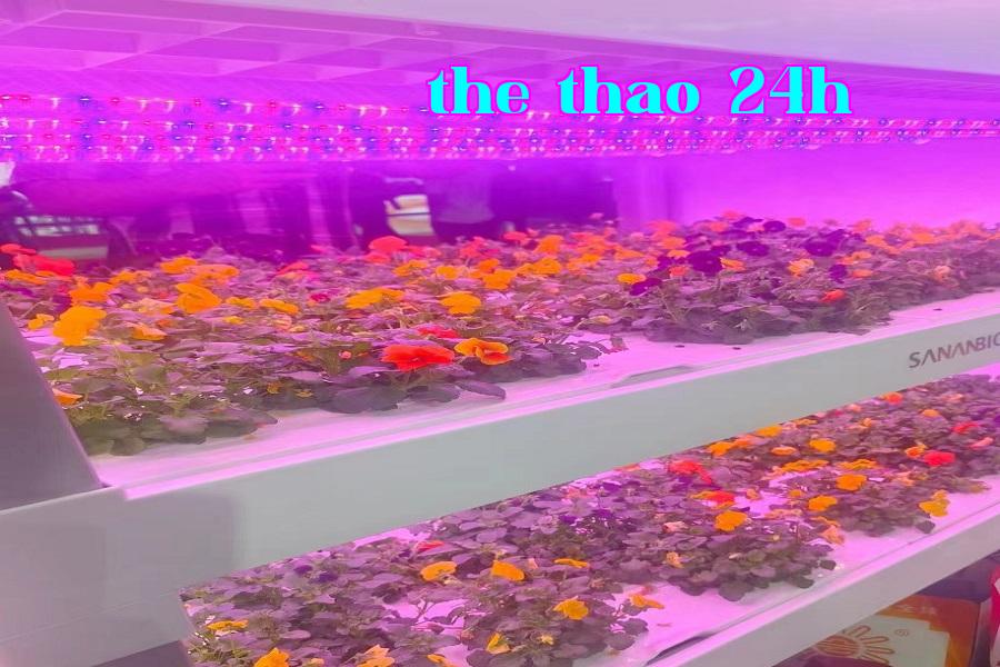 Đèn tăng trưởng cây trồng 03.jpg