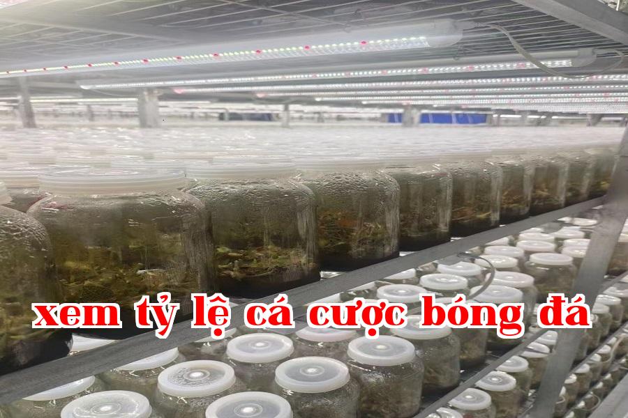 Đèn phát triển thực vật 06.jpg