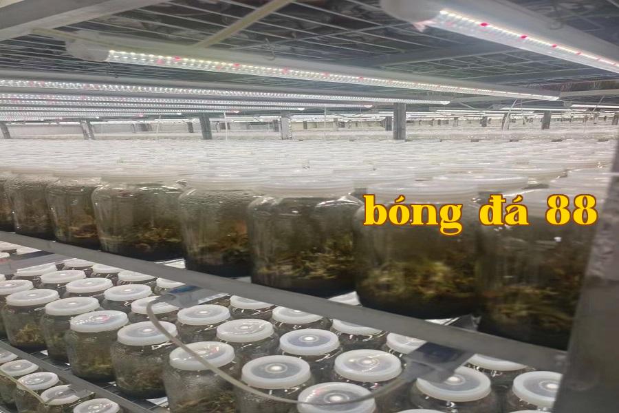 Đèn phát triển thực vật 05.jpg